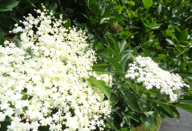 Elderflower in full bloom